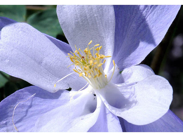 Aquilegia coerulea var. coerulea (Colorado blue columbine) #72093