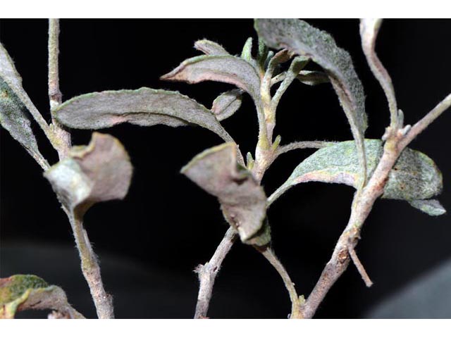 Eriogonum corymbosum var. corymbosum (Crispleaf buckwheat) #51538