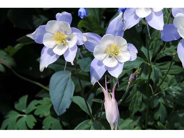 Aquilegia coerulea var. coerulea (Colorado blue columbine) #72100