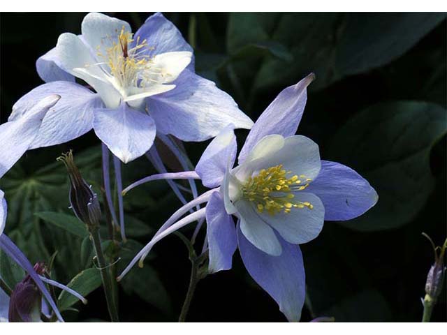Aquilegia coerulea var. coerulea (Colorado blue columbine) #72102