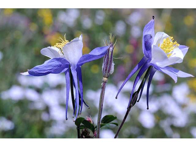 Aquilegia coerulea var. coerulea (Colorado blue columbine) #72104