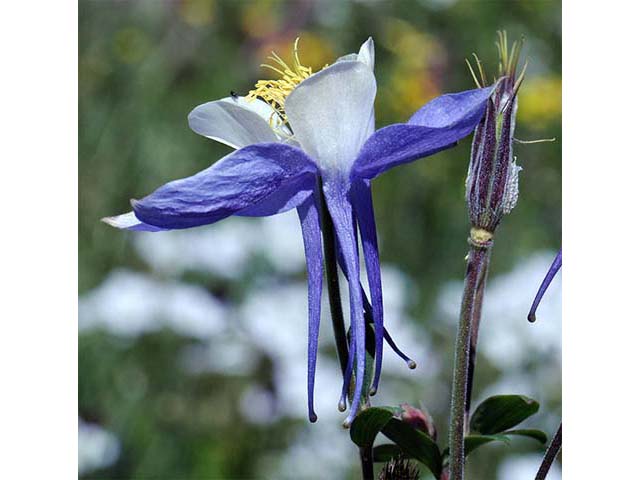 Aquilegia coerulea var. coerulea (Colorado blue columbine) #72105