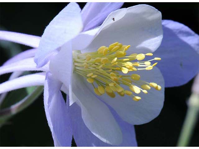Aquilegia coerulea var. coerulea (Colorado blue columbine) #72108