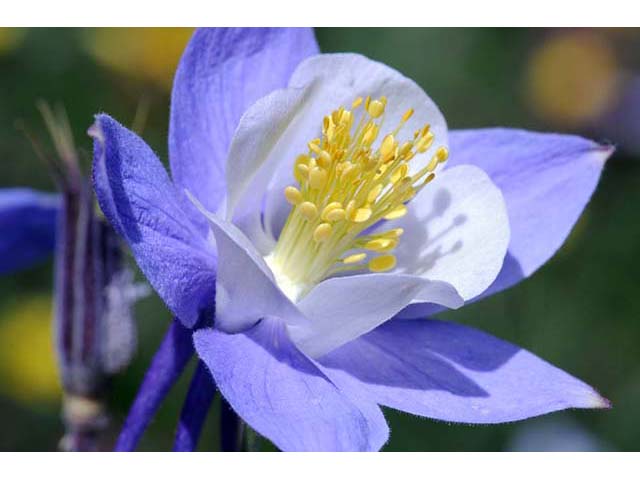 Aquilegia coerulea var. coerulea (Colorado blue columbine) #72110
