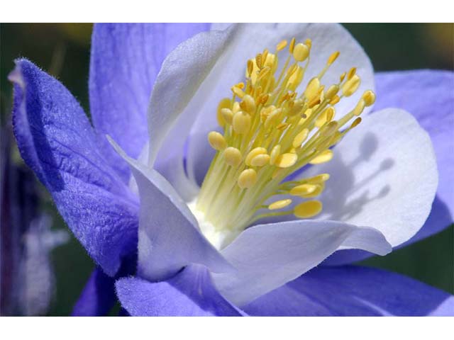 Aquilegia coerulea var. coerulea (Colorado blue columbine) #72111