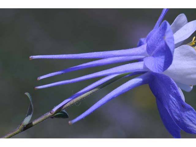Aquilegia coerulea var. coerulea (Colorado blue columbine) #72113