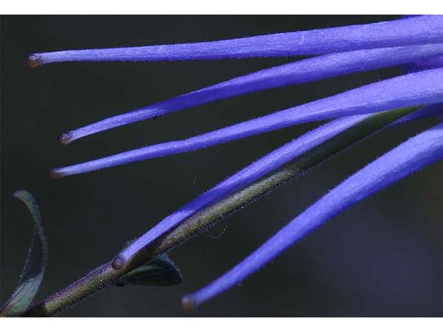 Aquilegia coerulea var. coerulea (Colorado blue columbine) #72114