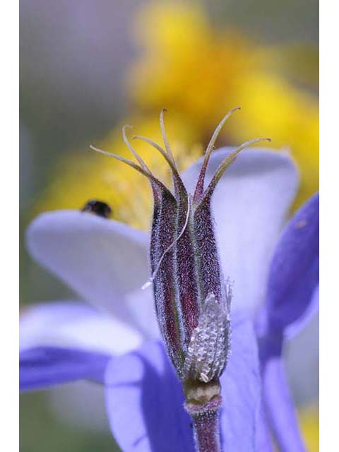 Aquilegia coerulea var. coerulea (Colorado blue columbine) #72115