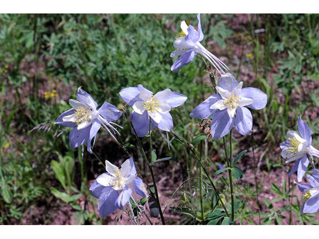 Aquilegia coerulea var. coerulea (Colorado blue columbine) #72117