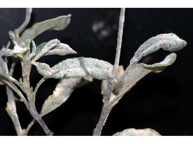 Eriogonum corymbosum var. corymbosum (Crispleaf buckwheat) #51540