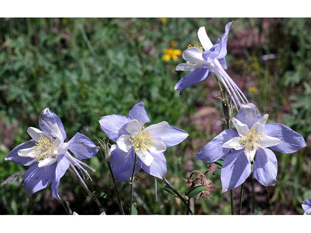 Aquilegia coerulea var. coerulea (Colorado blue columbine) #72118