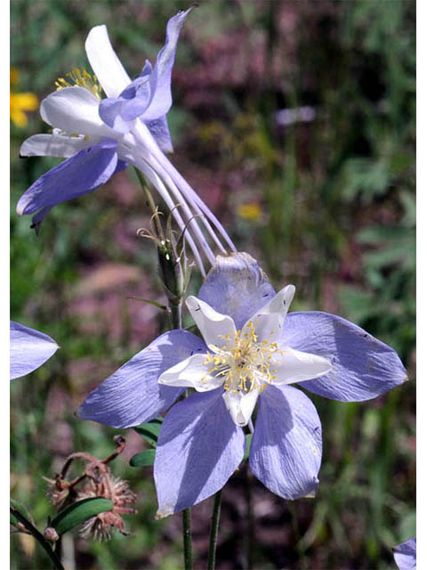 Aquilegia coerulea var. coerulea (Colorado blue columbine) #72120