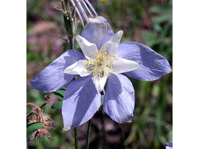 Aquilegia coerulea var. coerulea (Colorado blue columbine) #72121