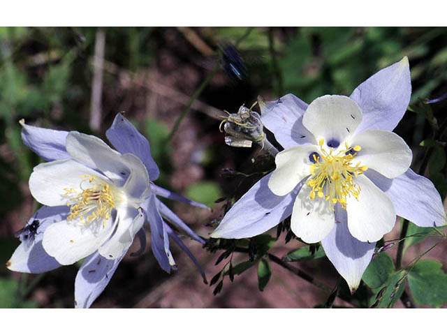 Aquilegia coerulea var. coerulea (Colorado blue columbine) #72123