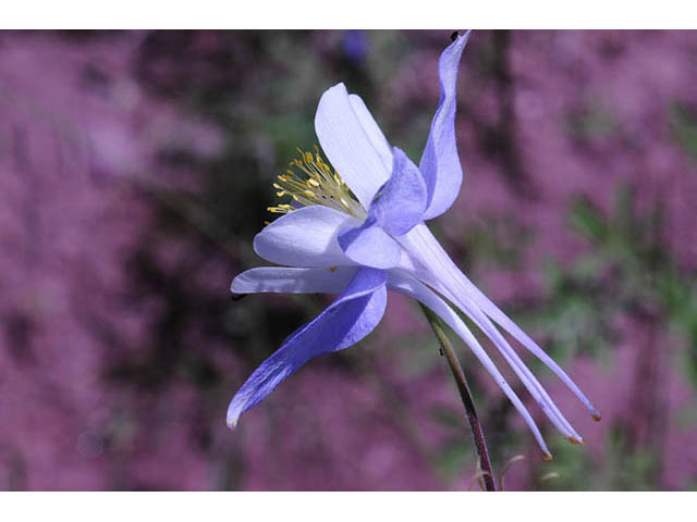 Aquilegia coerulea var. coerulea (Colorado blue columbine) #72125