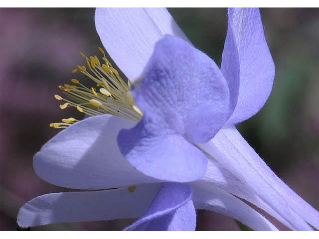 Aquilegia coerulea var. coerulea (Colorado blue columbine) #72126