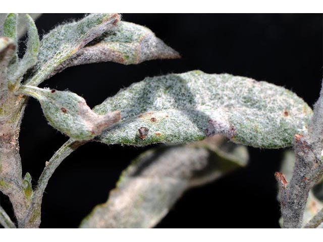 Eriogonum corymbosum var. corymbosum (Crispleaf buckwheat) #51541