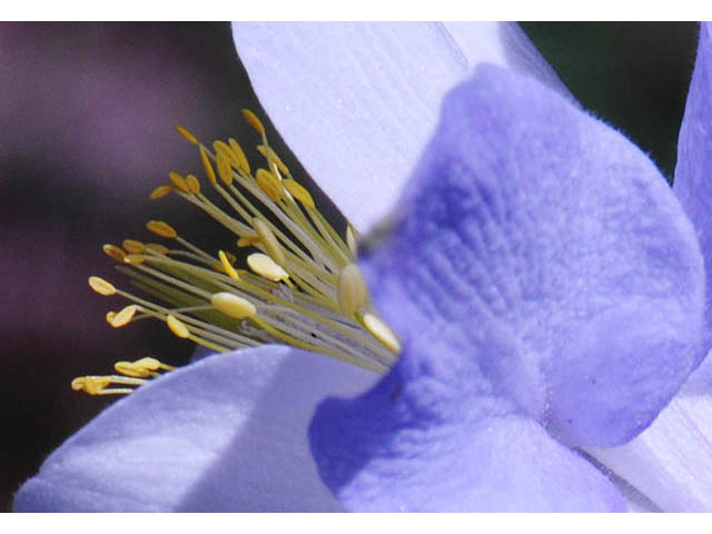 Aquilegia coerulea var. coerulea (Colorado blue columbine) #72128