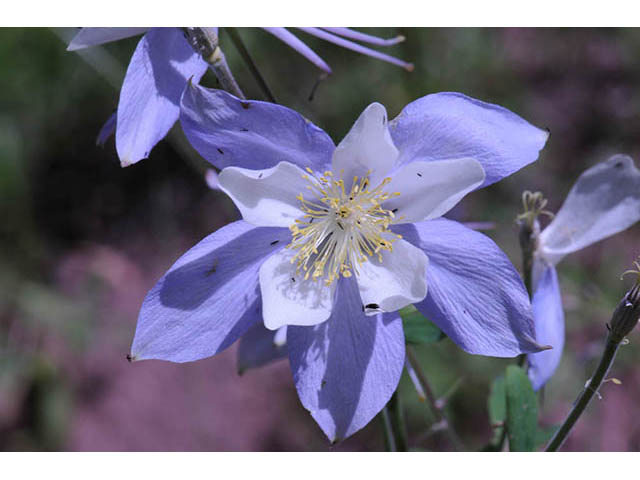 Aquilegia coerulea var. coerulea (Colorado blue columbine) #72129
