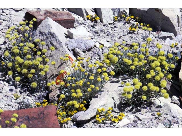 Eriogonum crosbyae (Crosby's buckwheat) #51547