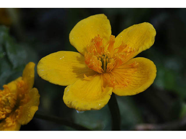 Caltha palustris (Yellow marsh marigold) #72197