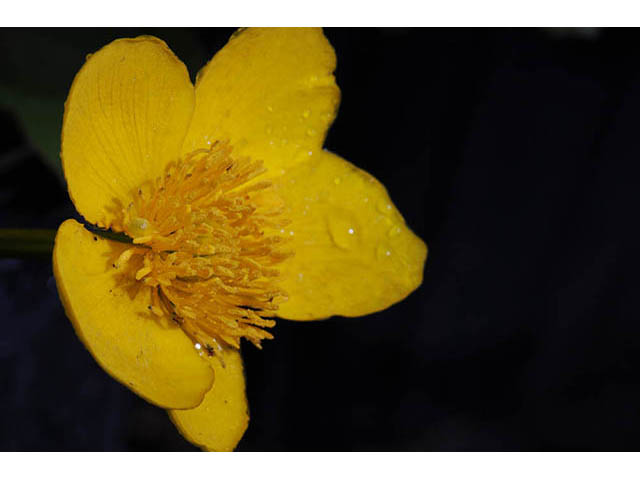 Caltha palustris (Yellow marsh marigold) #72200