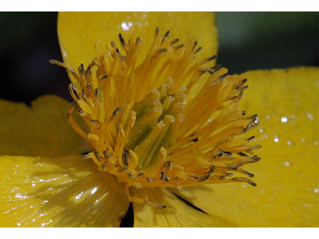 Caltha palustris (Yellow marsh marigold) #72202