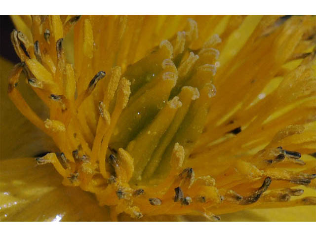 Caltha palustris (Yellow marsh marigold) #72203