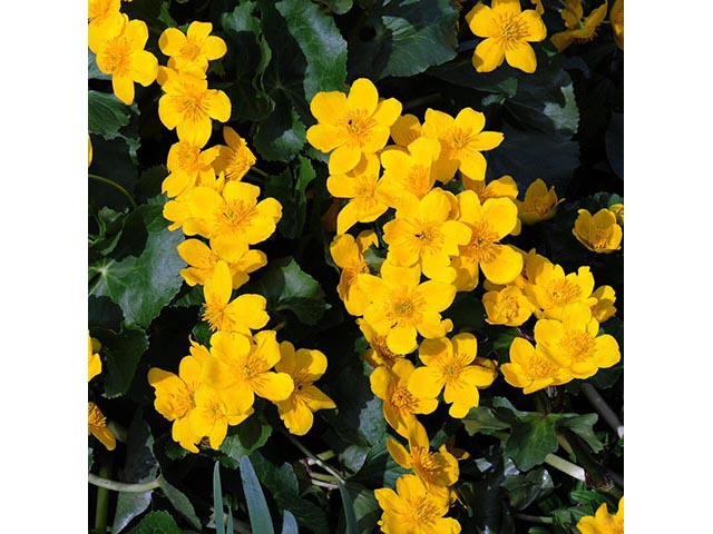 Caltha palustris (Yellow marsh marigold) #72215
