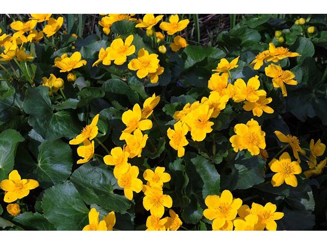 Caltha palustris (Yellow marsh marigold) #72216
