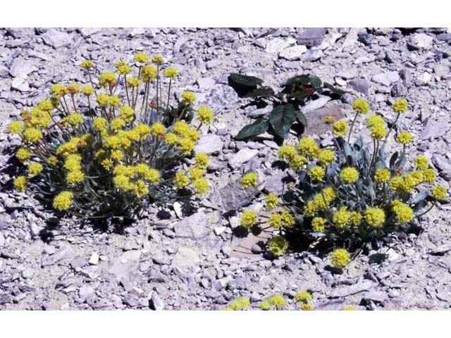 Eriogonum crosbyae (Crosby's buckwheat) #51550