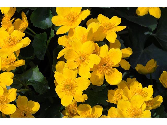 Caltha palustris (Yellow marsh marigold) #72223