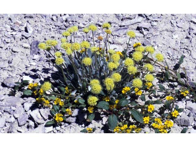 Eriogonum crosbyae (Crosby's buckwheat) #51551