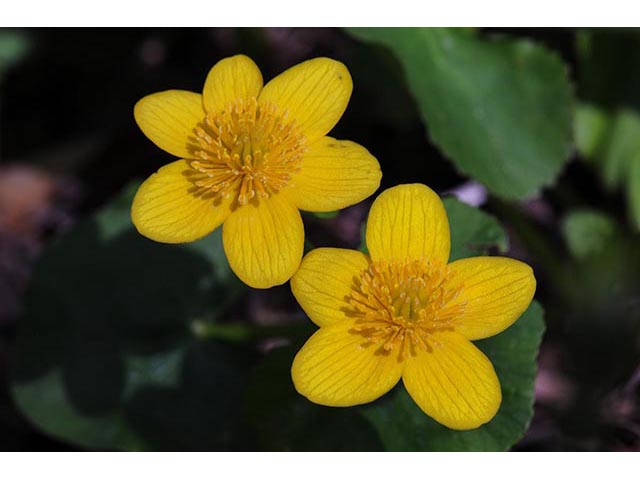 Caltha palustris (Yellow marsh marigold) #72234