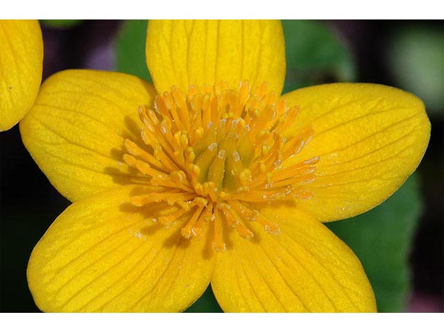 Caltha palustris (Yellow marsh marigold) #72235