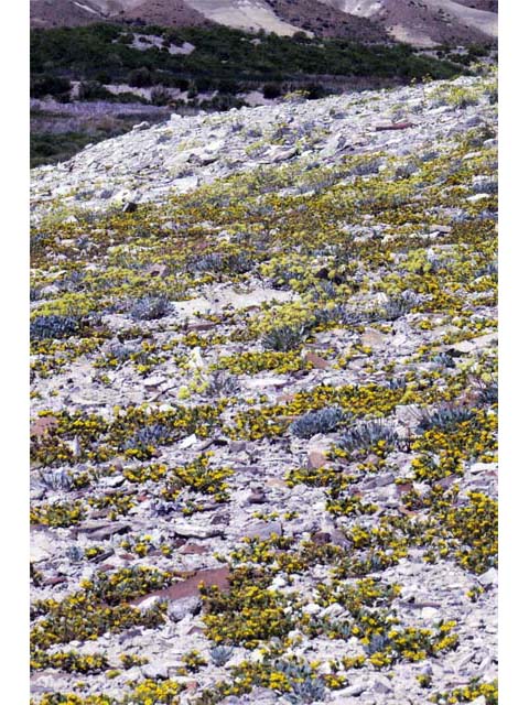 Eriogonum crosbyae (Crosby's buckwheat) #51552