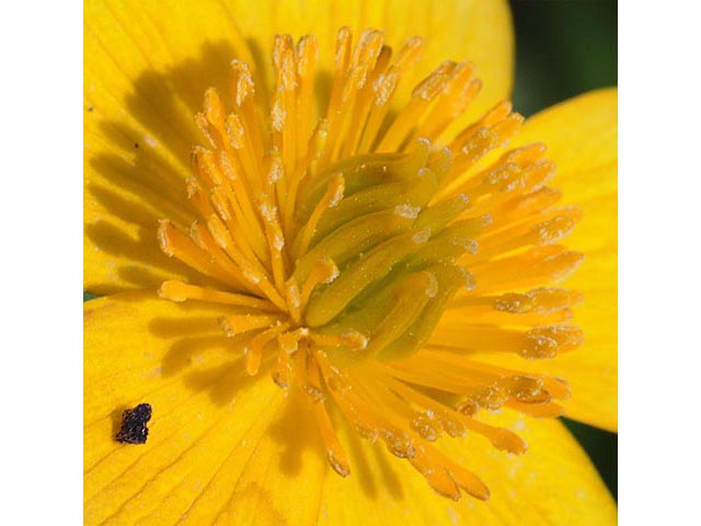Caltha palustris (Yellow marsh marigold) #72240