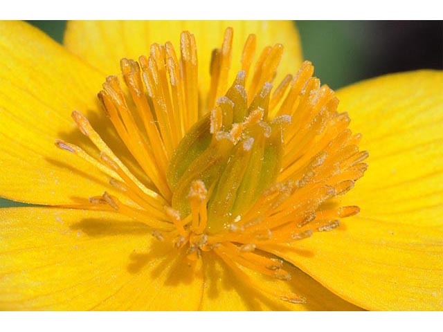 Caltha palustris (Yellow marsh marigold) #72244