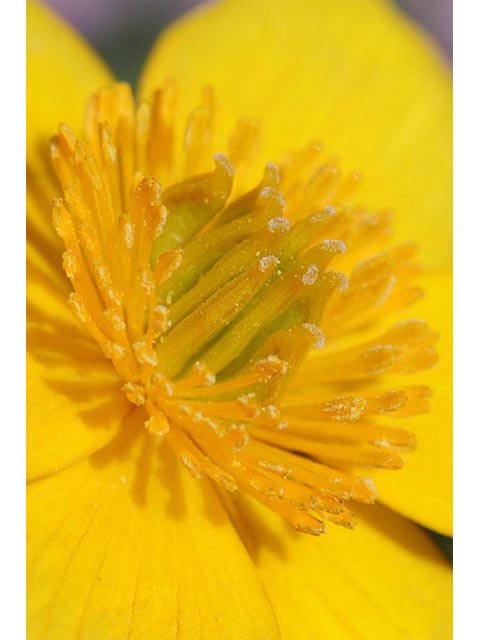 Caltha palustris (Yellow marsh marigold) #72246