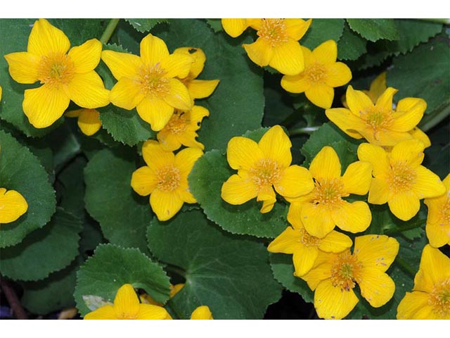 Caltha palustris (Yellow marsh marigold) #72248