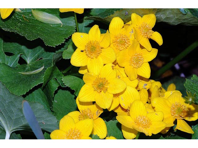 Caltha palustris (Yellow marsh marigold) #72250
