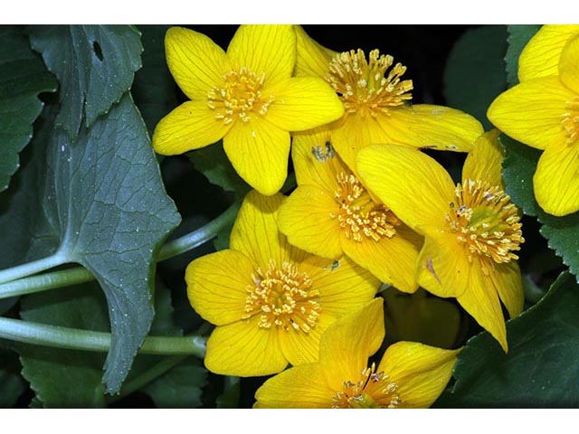 Caltha palustris (Yellow marsh marigold) #72252