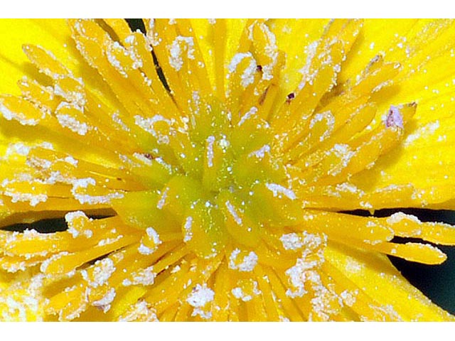 Caltha palustris (Yellow marsh marigold) #72254