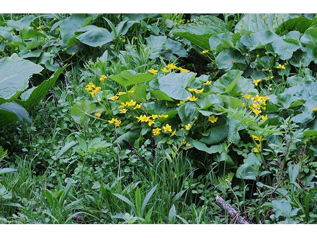 Caltha palustris (Yellow marsh marigold) #72256