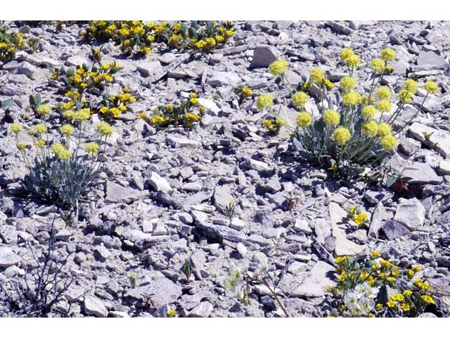 Eriogonum crosbyae (Crosby's buckwheat) #51554