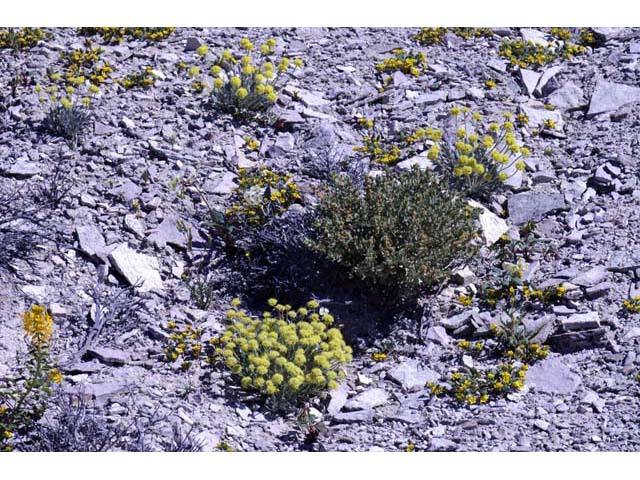 Eriogonum crosbyae (Crosby's buckwheat) #51555