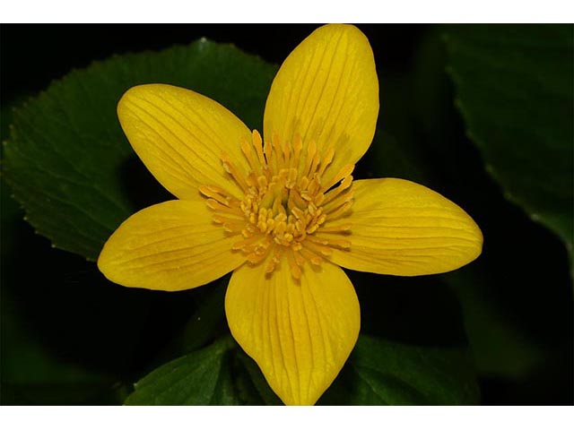 Caltha palustris (Yellow marsh marigold) #72269