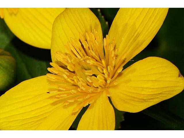 Caltha palustris (Yellow marsh marigold) #72270