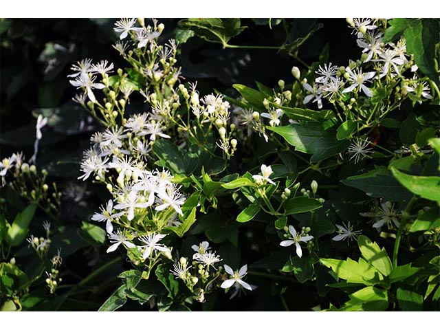 Clematis ligusticifolia (Western white clematis) #72273