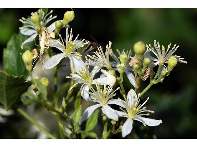 Clematis ligusticifolia (Western white clematis) #72275